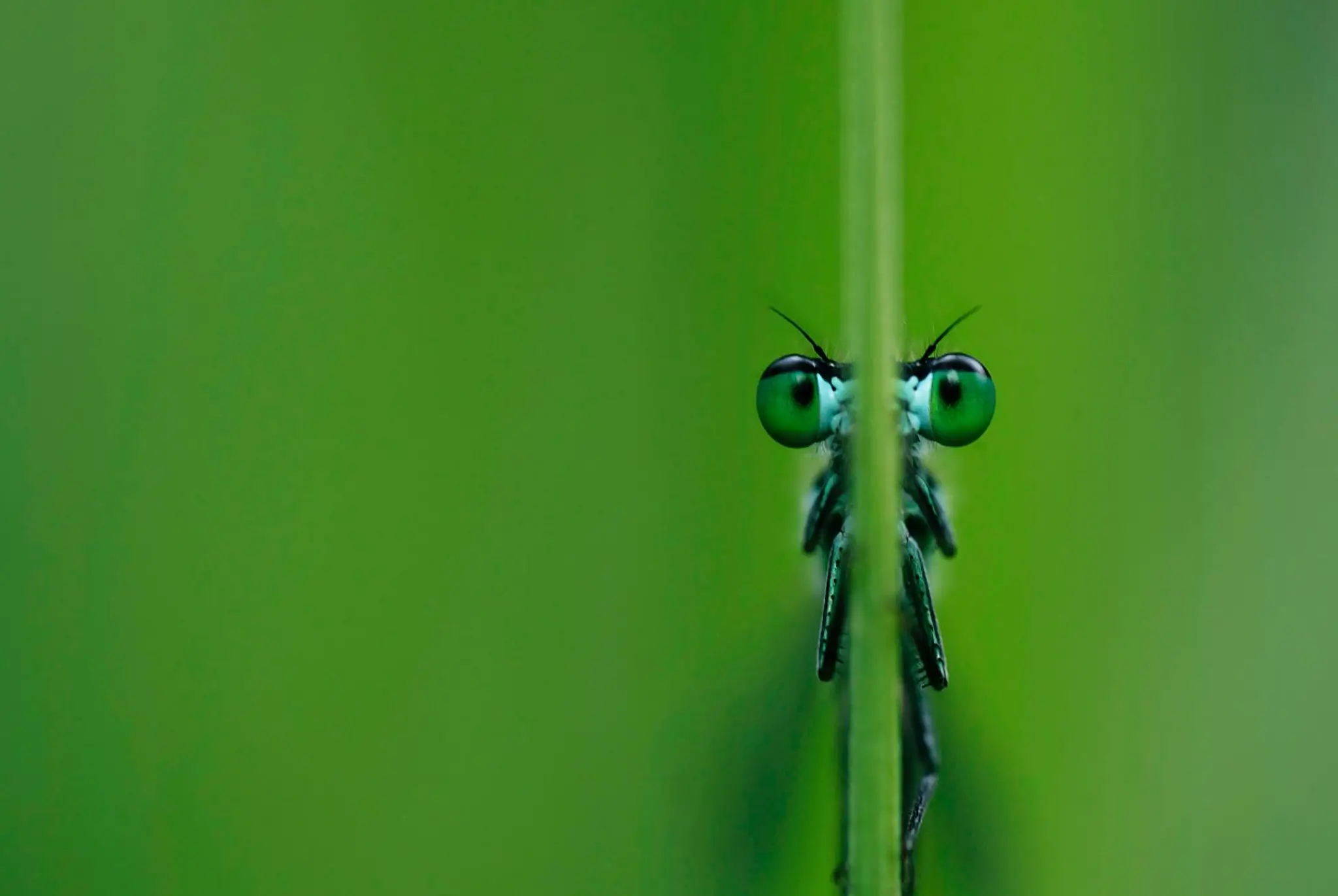 Inside the Photo - A dragonfly hiding behind a grass by Kirsten D'Angelo