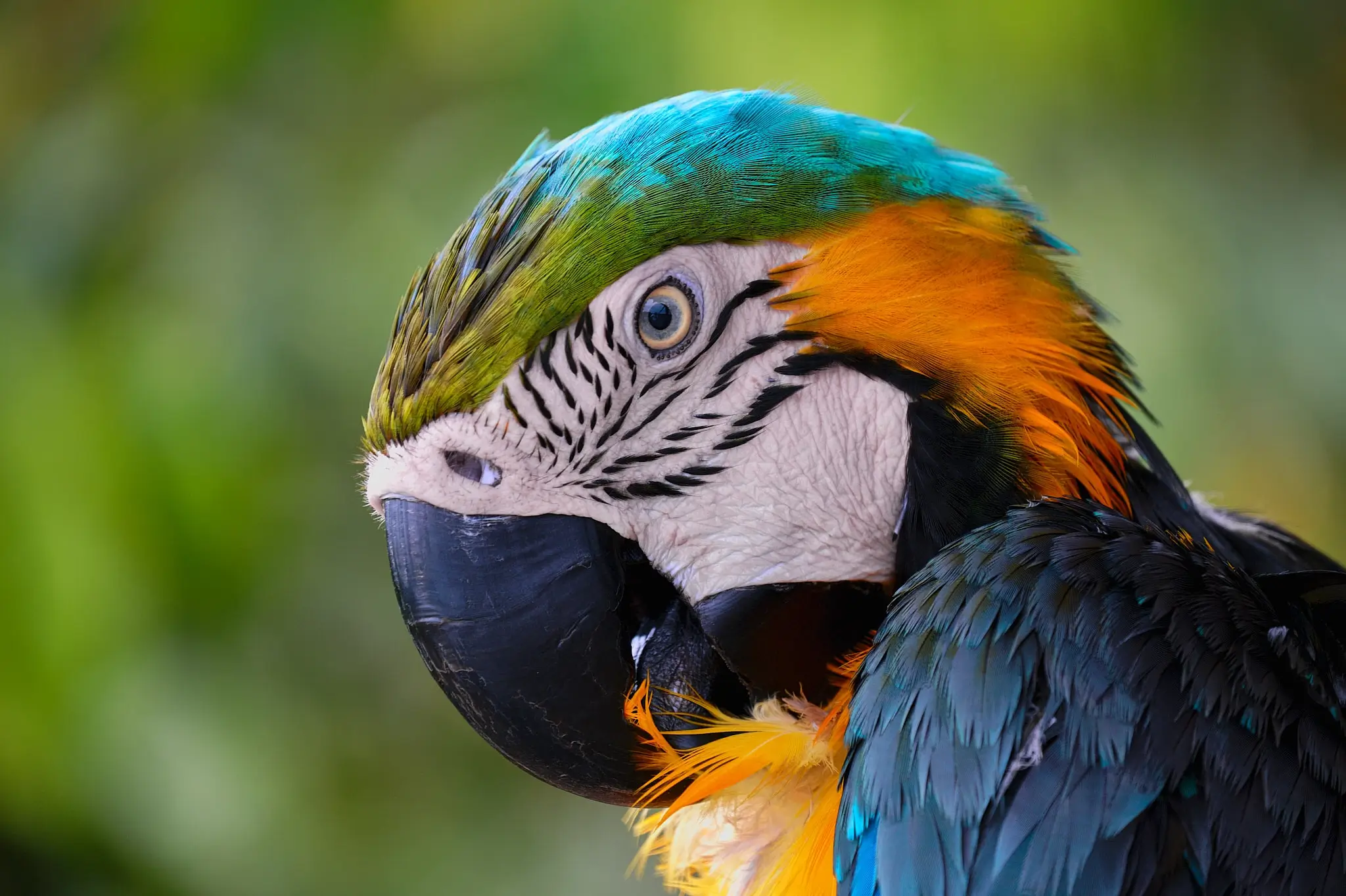 My Travel Diary Chronicles - A closeup portrait of a wonderful parrot in the Amazon