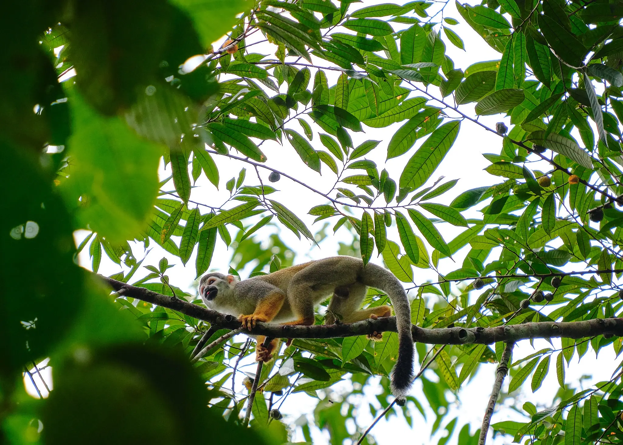 My Travel Diary Chronicles - A monkey walking on the branches