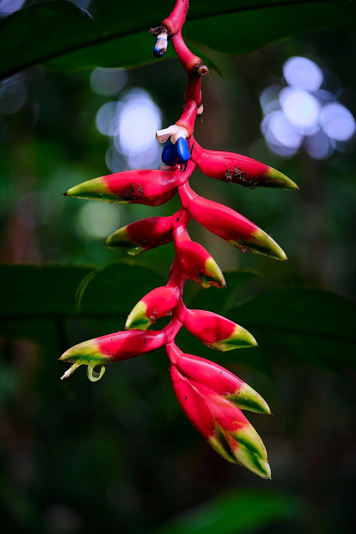 My Travel Diary Chronicles - Beautiful and coloured flowers and trees in the Amazon