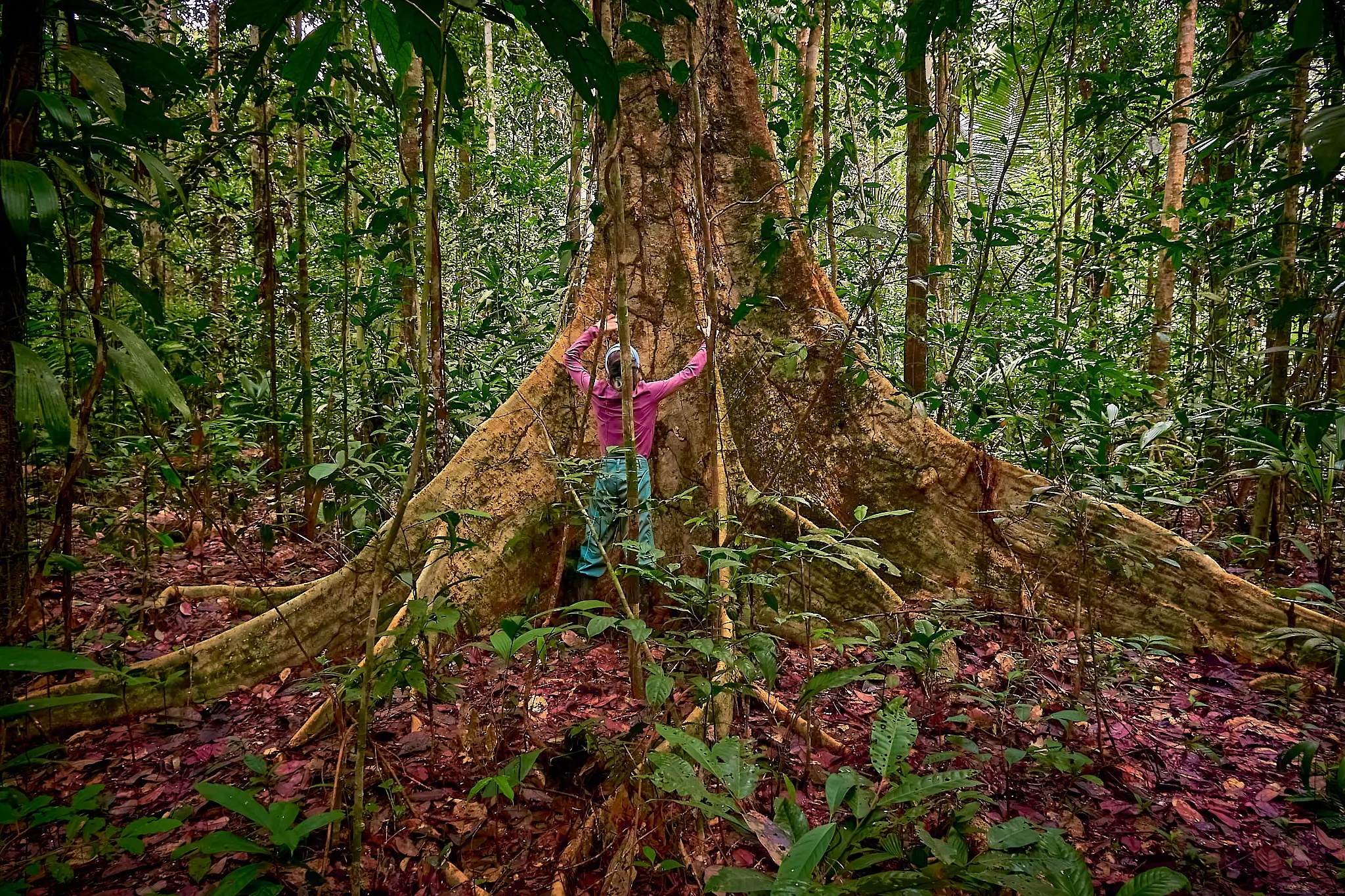 My Travel Diary Chronicles - A giant tree in the chaos of the Amazon vegetation