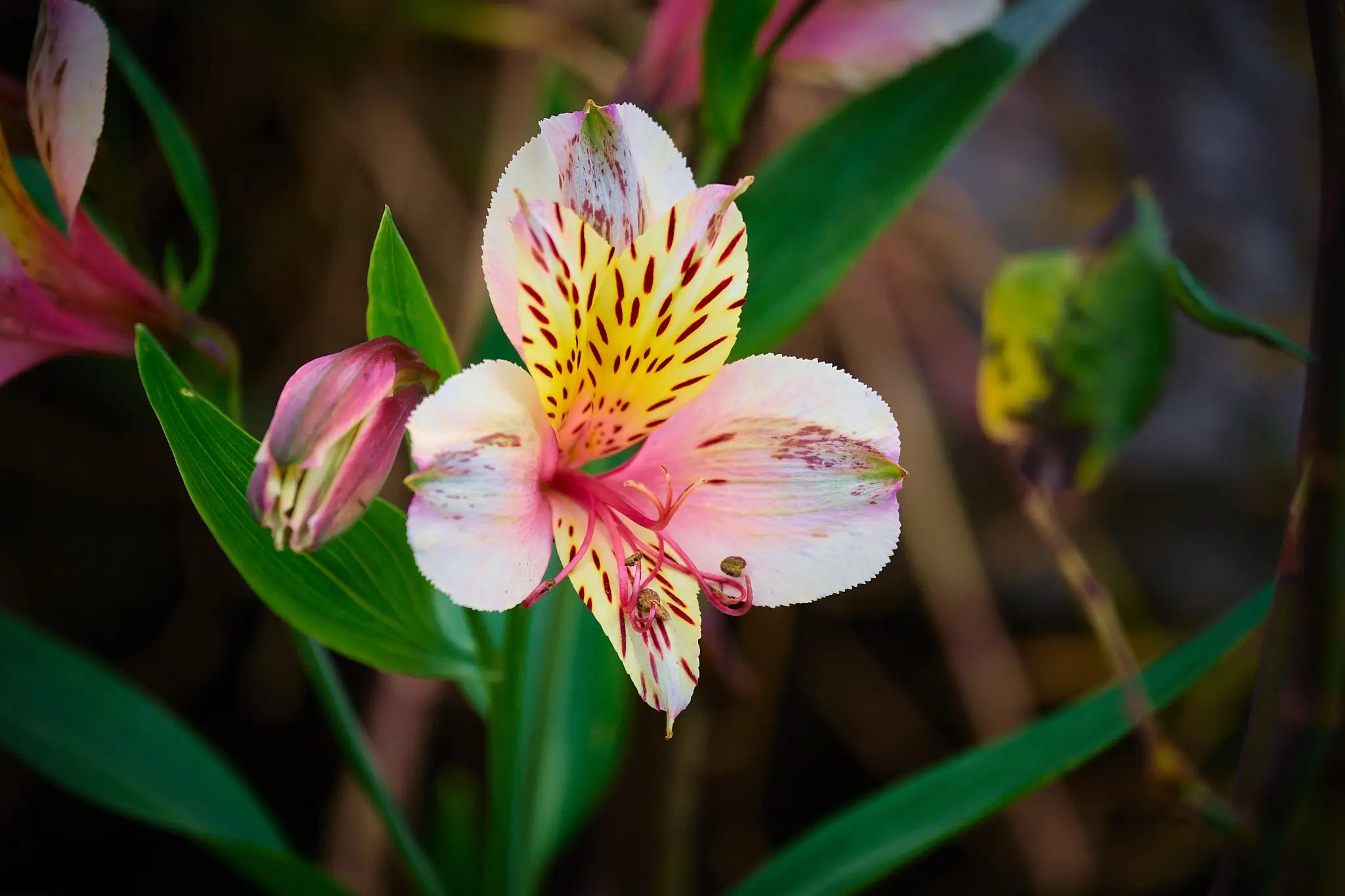 My Travel Diary Chronicles -beautiful flower in El Cocuy