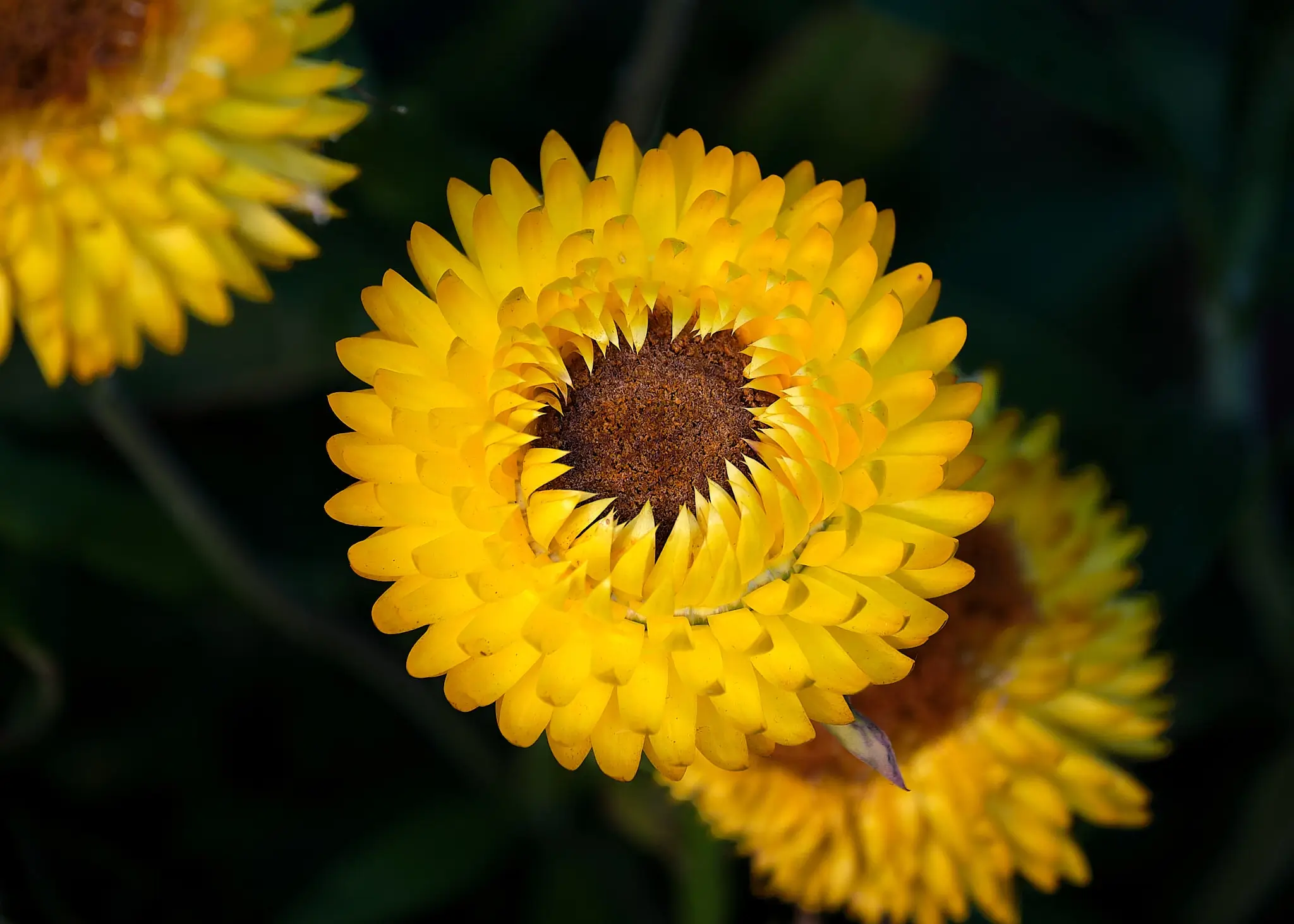 My Travel Diary Chronicles -beautiful flower in El Cocuy
