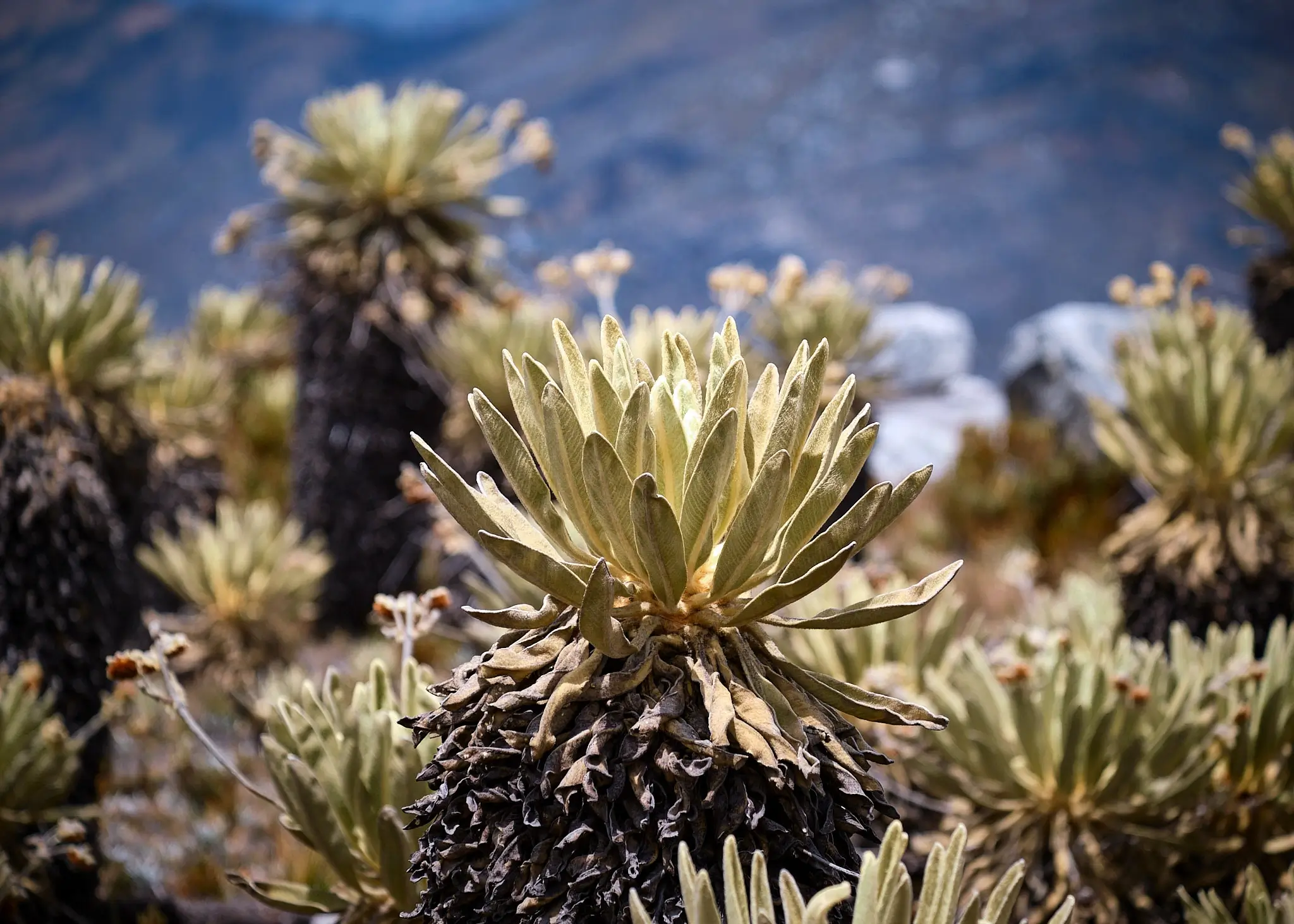 My Travel Diary Chronicles - Colombia, Laguna Grande. Plants and flowers