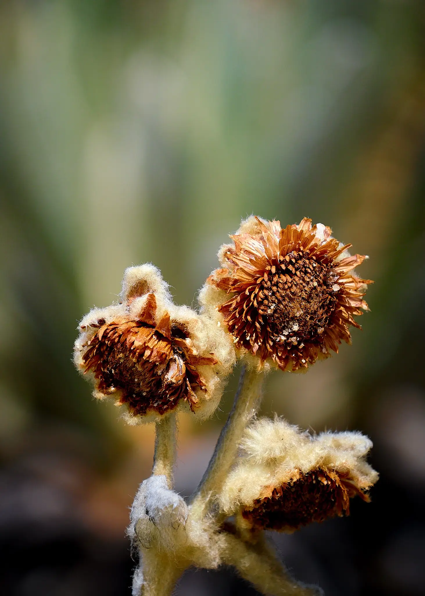My Travel Diary Chronicles - Colombia, Laguna Grande. Plants and flowers