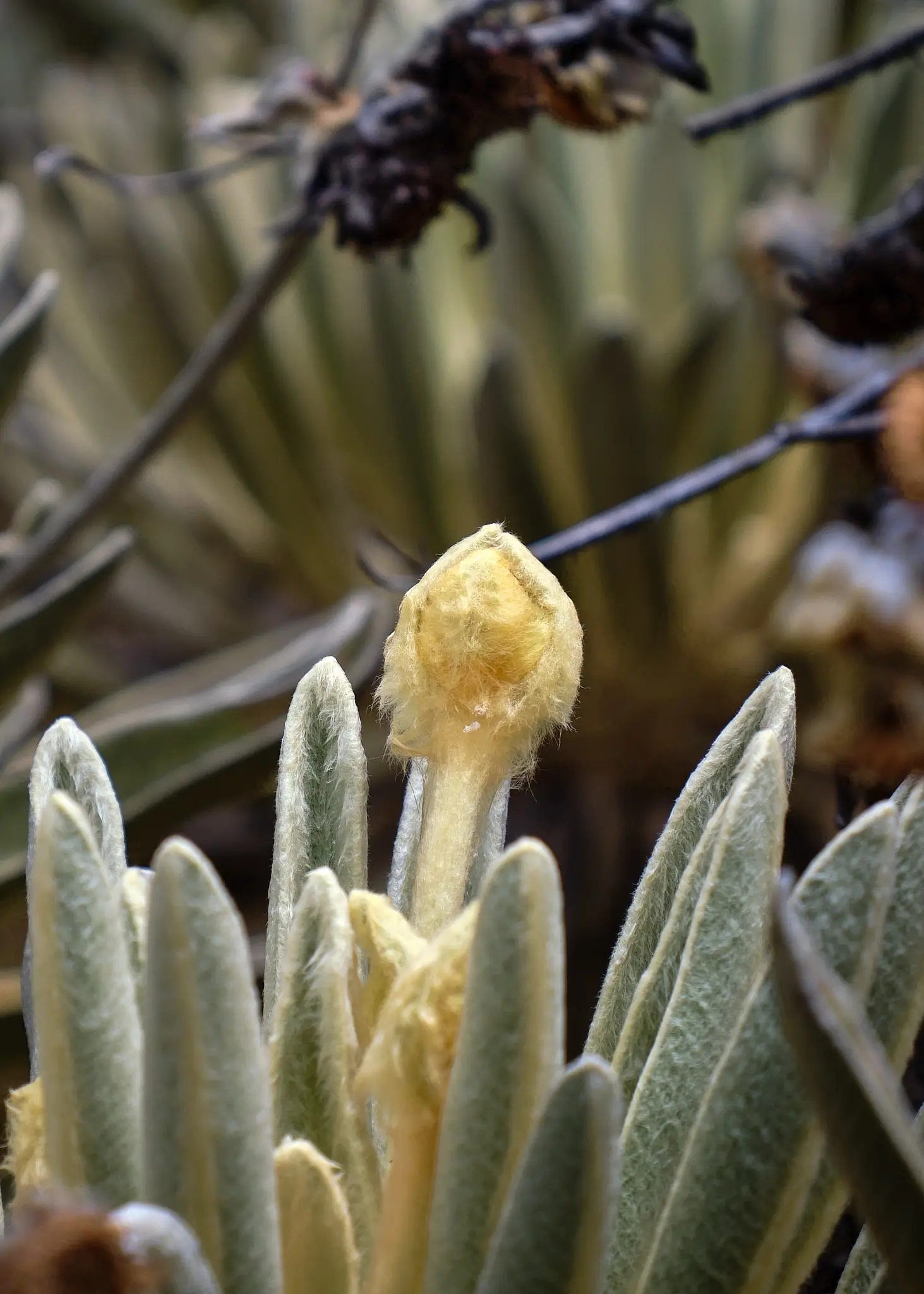My Travel Diary Chronicles - Colombia, Laguna Grande. Plants and flowers