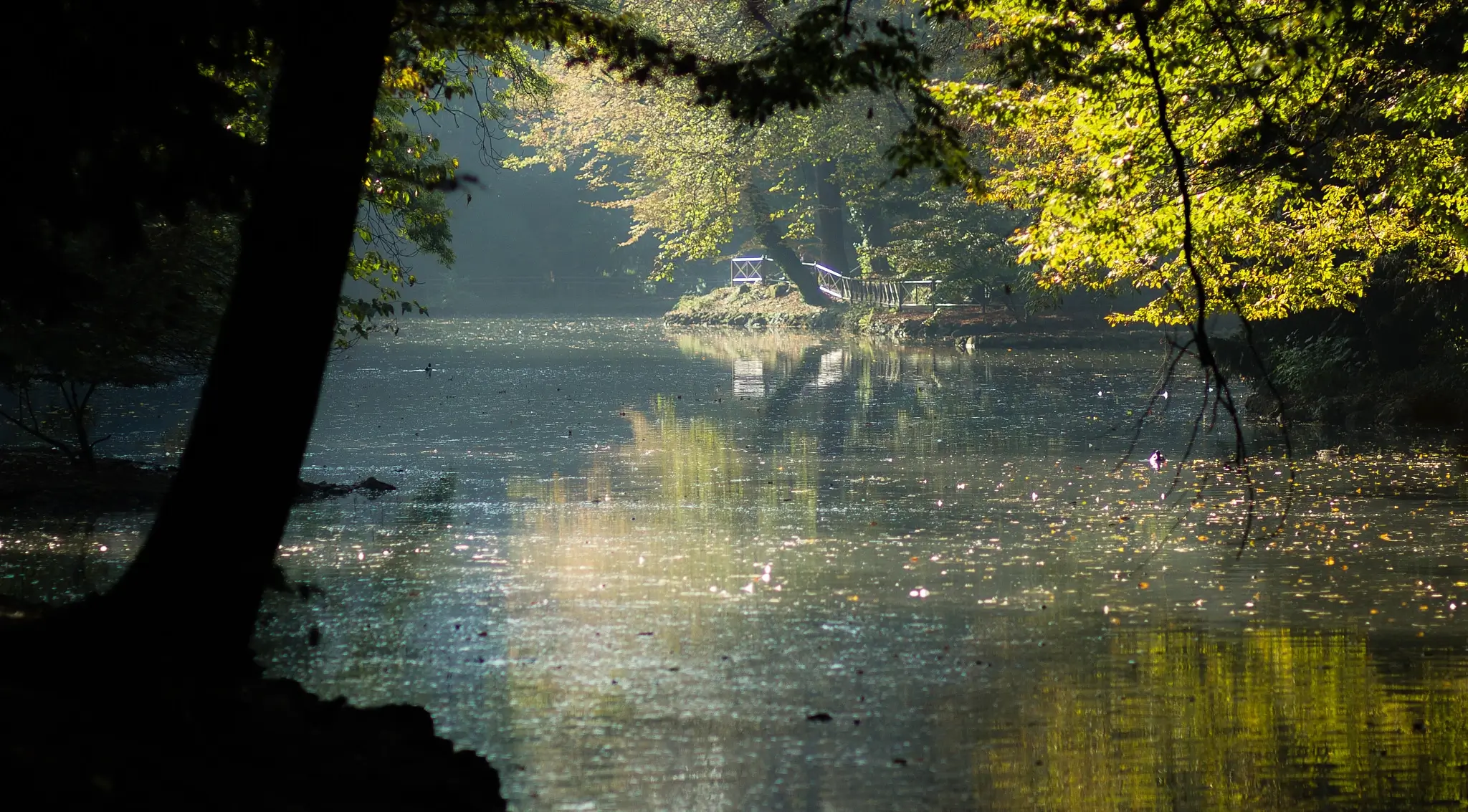 Matteo Franchi Foto - Image showing the small lake immersed in the trees of the Park of Monza