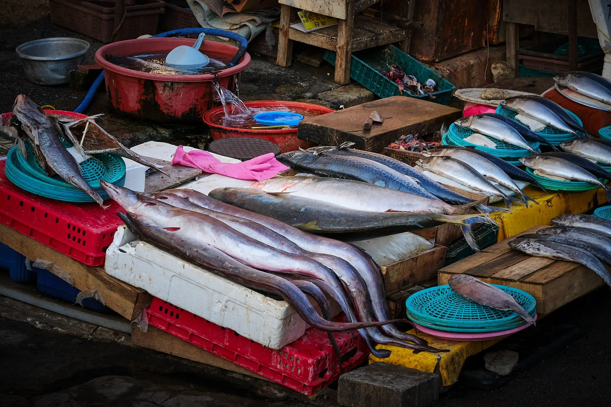 Matteo Franchi Foto - My Travel Diary Chronicles, Jagalchi fish market, South Korea