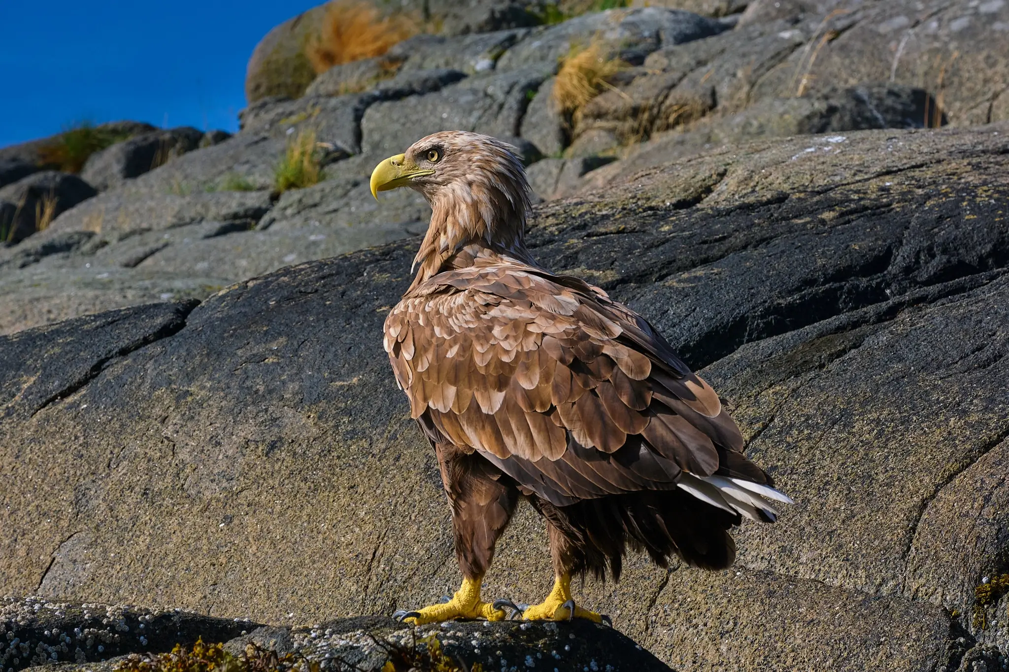 Matteo Franchi Foto - My Travel Diary Chronicles, white-tailed eagle at Lofoten