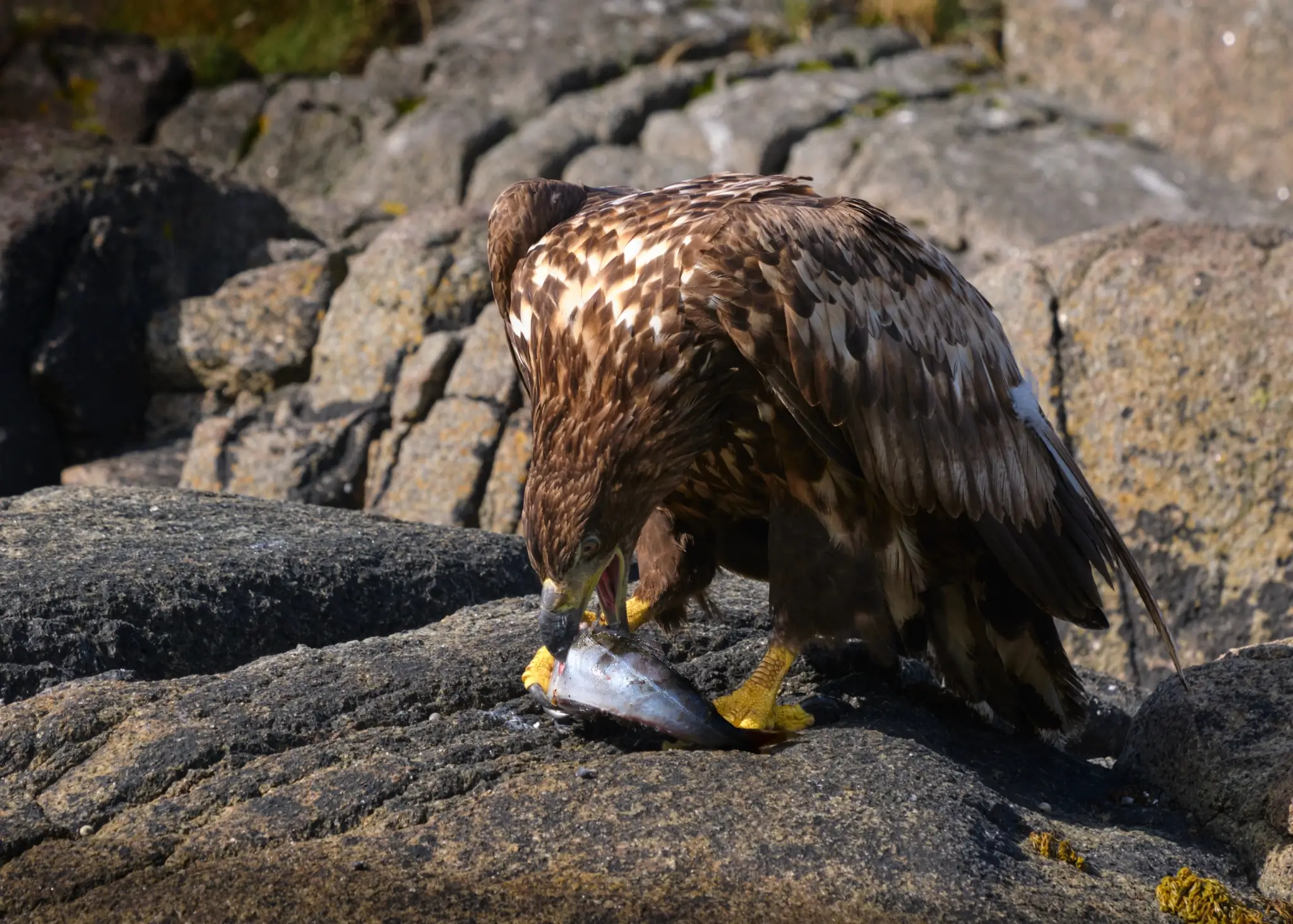 Matteo Franchi Foto - My Travel Diary Chronicles, white-tailed eagle eating its prey at Lofoten